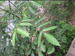 Toxicodendron vernicifluum
