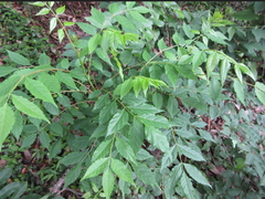 Picrasma quassioides