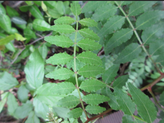 Picrasma quassioides