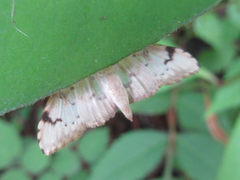 Neoanalthes contortalis