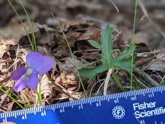 Viola subsinuata