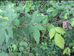 Lespedeza maximowiczii