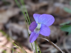 Viola subsinuata