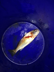 Genyonemus lineatus