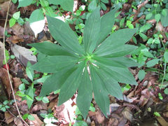 Lilium tsingtauense
