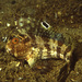 Butterfly Blenny - Photo (c) Io/Es, some rights reserved (CC BY-NC), uploaded by Io/Es
