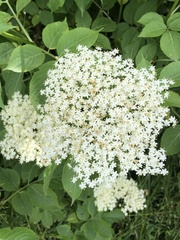 Sambucus nigra