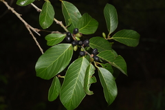 Bridelia micrantha