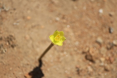 Zephyranthes longifolia