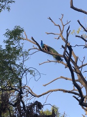 Pavo cristatus