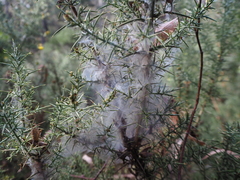 Tetranychus lintearius