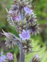 Echium lusitanicum