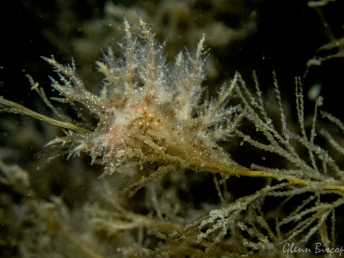 Dendronotus keatleyae, Zeelandbrug, Zierikzee, Netherlands, photo 8 of 10