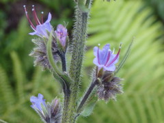 Echium lusitanicum