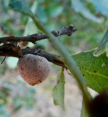 Disholcaspis simulata