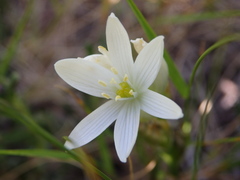Ornithogalum concinnum