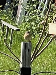 Phoenicurus phoenicurus