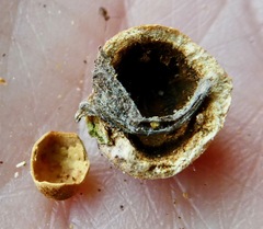 Disholcaspis simulata