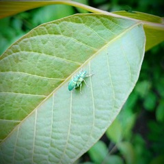 Polydrusus formosus