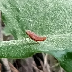 Cicadellidae