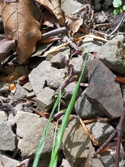 Melica nutans