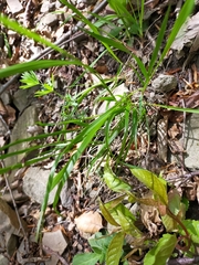 Melica nutans