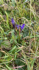 Irideae