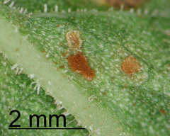Uromyces rumicis