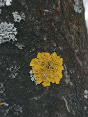 Xanthoria parietina