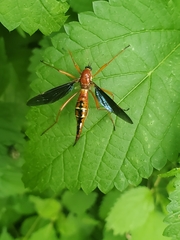 Tanyptera