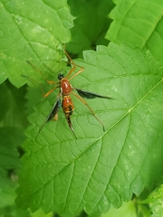 Tanyptera