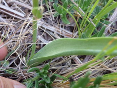 Ornithogalum concinnum