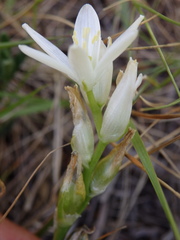 Ornithogalum concinnum