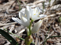 Ornithogalum concinnum