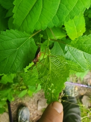 Tanyptera