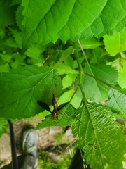 Tanyptera