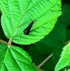 Mystacides azureus