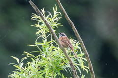 Emberiza cioides
