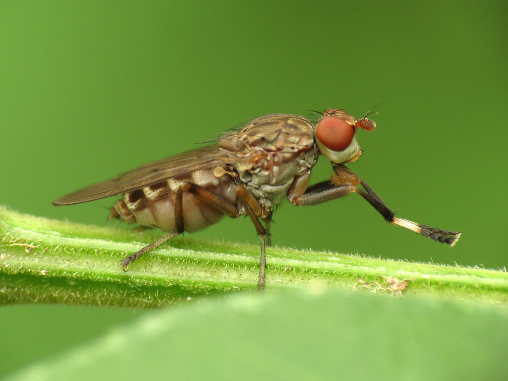 Atrichomelina pubera