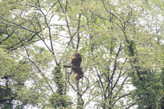 Milvus migrans lineatus