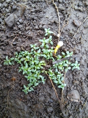 Callitriche terrestris