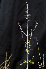Salvia abrotanoides