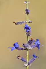 Salvia abrotanoides