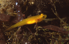 Gobius auratus