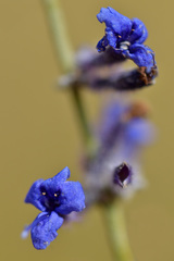 Salvia abrotanoides