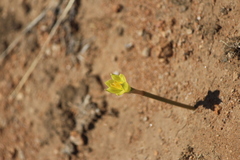 Zephyranthes longifolia