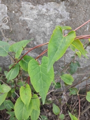 Reynoutria multiflora