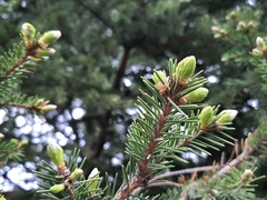 Picea obovata