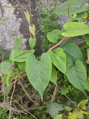 Reynoutria multiflora