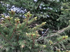Picea obovata